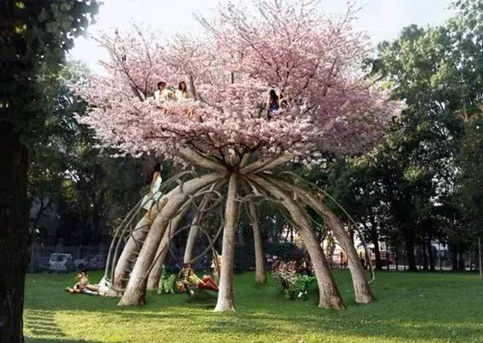 上海一百年古树绽放奇景，超罕见花开背后的故事