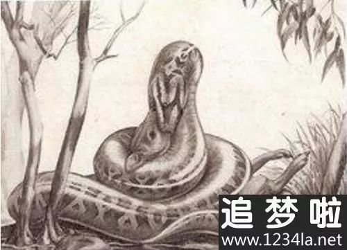 成都龙泉山惊现手臂粗巨蛇,官方回应与自然生态的深思 成都龙泉山惊现手臂粗巨蛇,官方回应与自然生态的深思