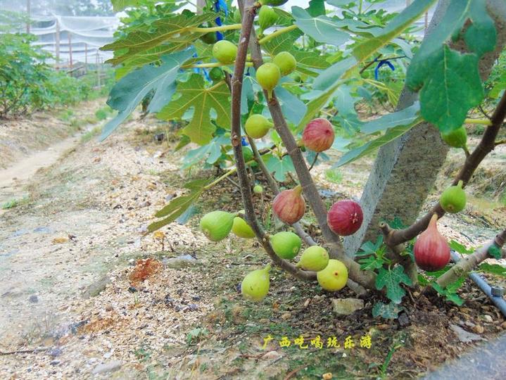 黑龙江蓝靛果基地，采摘员现场偷吃的甜蜜秘密