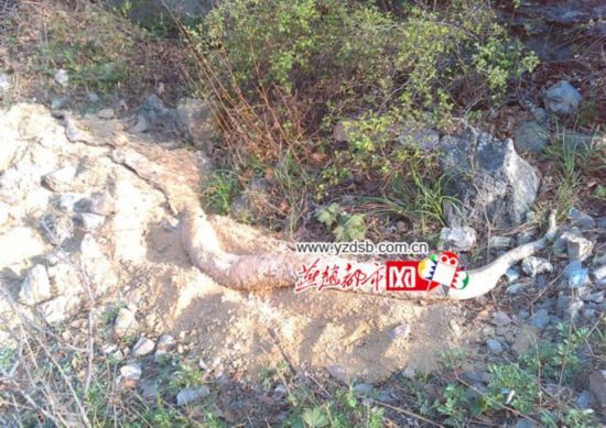 江苏河道惊现约2米长蟒蛇尸体