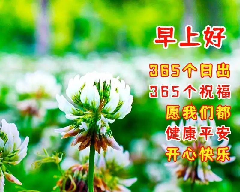 365天视频语录，每日一刻，生活因你而精彩