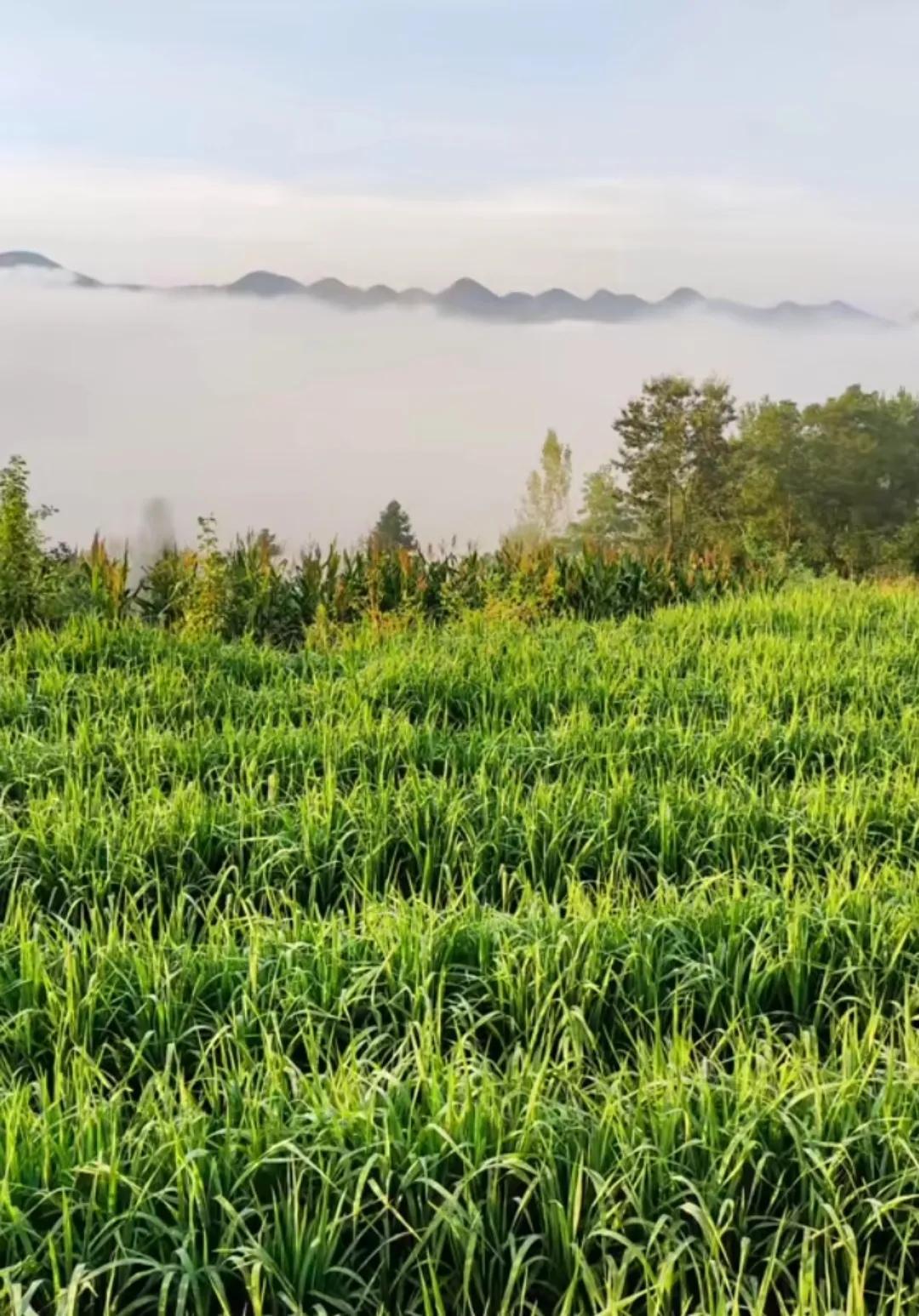 网红为卖种子诋毁杂交水稻，居心何在？