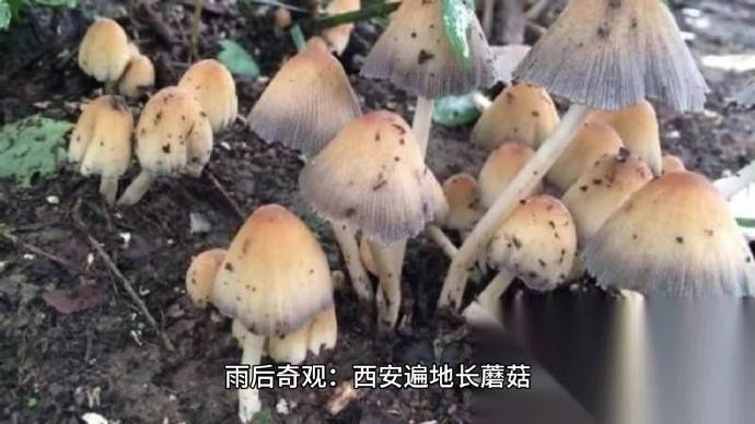 重庆雨季奇观，天花板长出蘑菇的背后故事