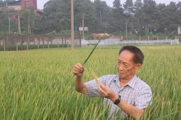 真实与责任的边界，杨某诋毁袁隆平院士科研成果事件反思