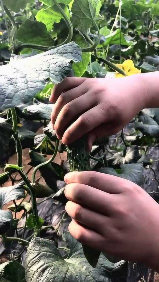 女子摘黄瓜的意外发现，藤蔓下的秘密