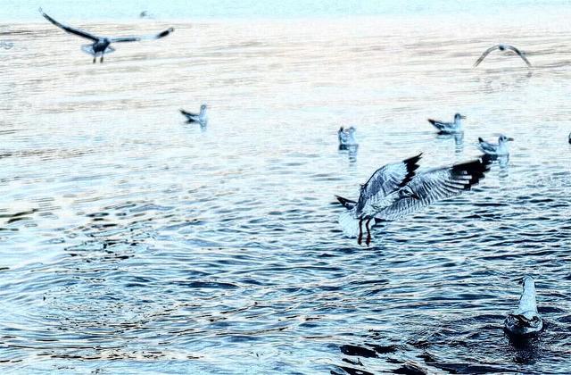 农村365，海鸥视频里的生活画卷