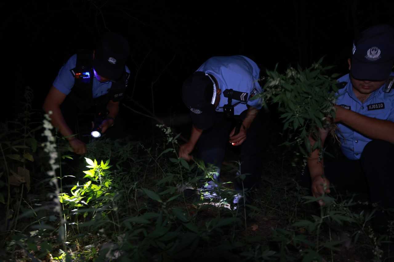 乌鲁木齐20万株野生大麻被铲除，一场绿色行动的背后