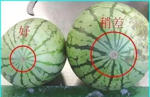 我们为什么这么爱吃西瓜