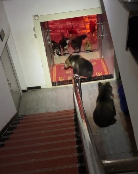 住酒店凌晨被藏马熊推开房门对视,一次难忘的野生经历 住酒店凌晨被藏马熊推开房门对视,一次难忘的野生经历