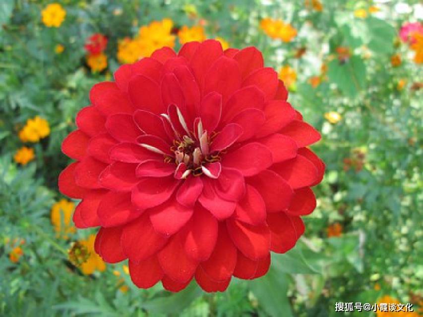 我的365天大结局视频，用Go语言写一段人生的编译过程