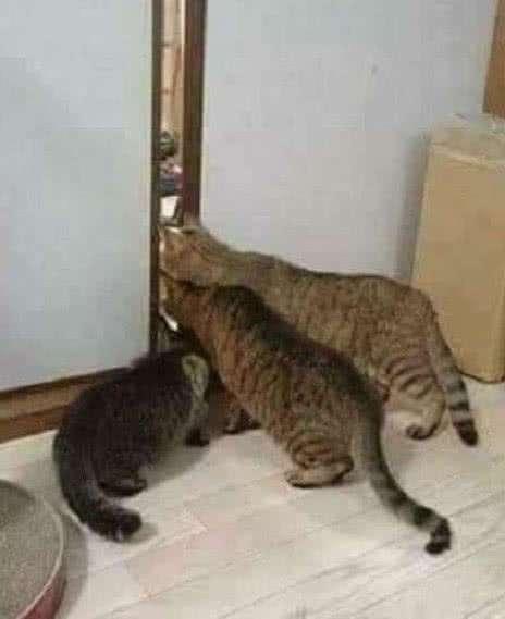 猫闺蜜的第365集视频，一个坚持了整整一年的云养猫奇迹