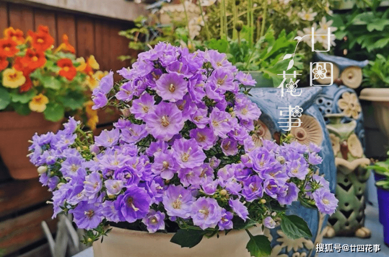 我的农村365种花视频，用Go语言记录每一朵花的绽放